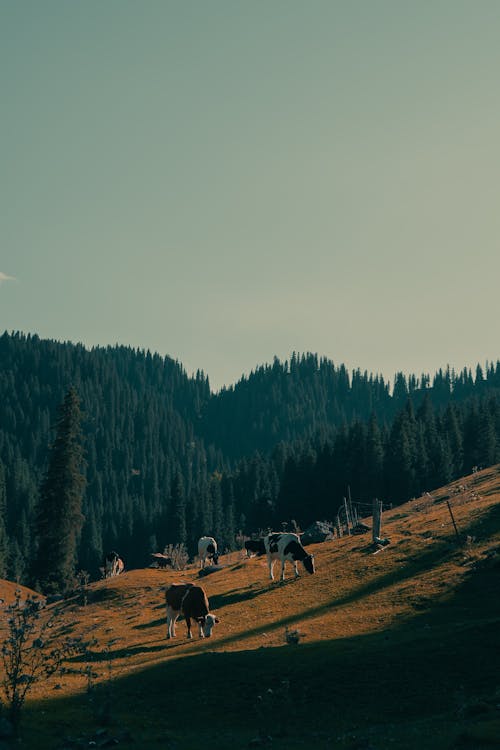 佛山95場98場入門指南：新手要知道的幾點注意事項!