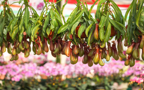 廣佛葵花莆典哪裏買最便宜？教你如何省錢又買到好貨!